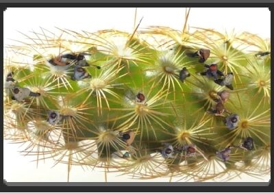 EMPlants – Copper Kings
