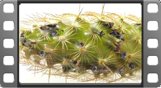 EMPlants – Copper Kings