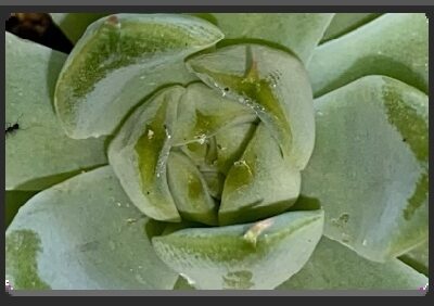 EMPlants – EchevariAnt