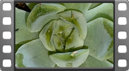 EMPlants – EchevariAnt