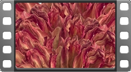 EMPlants – Fire Dahlin’