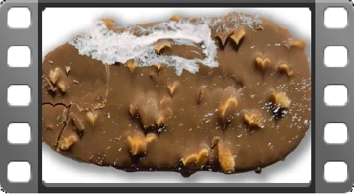 EMPlants – Ice Cream Sundays