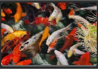 EMPlants – Kopper King Koi