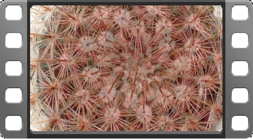 EMPlants – Paradio Worms