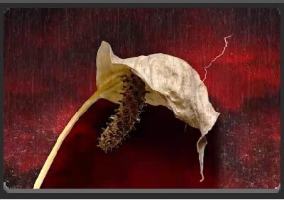 EMPlants – Peace Umbrella