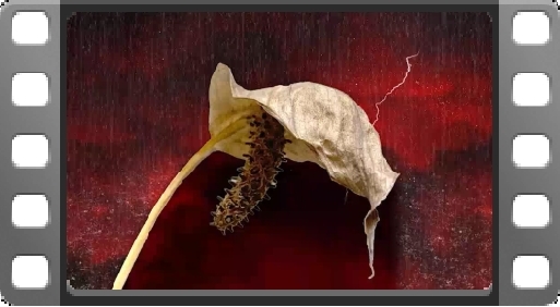 EMPlants – Peace Umbrella