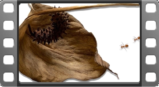 EMPlants – Peaceful Army