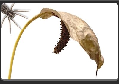 EMPlants – Peaceful Spider