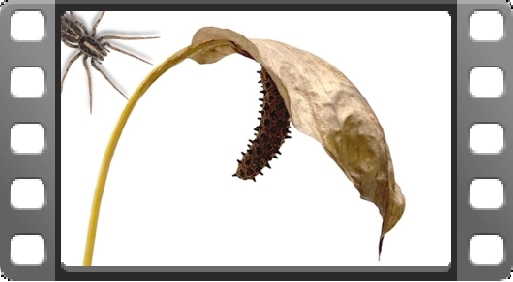 EMPlants – Peaceful Spider