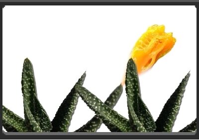 EMPlants – Royal Highness Fountain