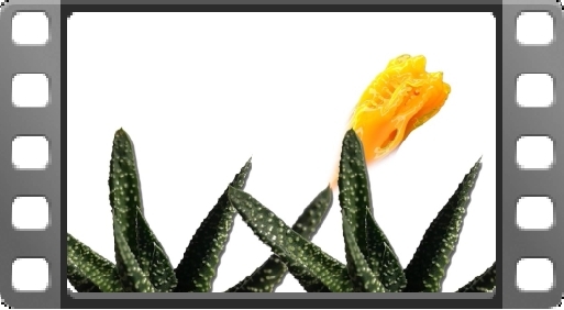 EMPlants – Royal Highness Fountain
